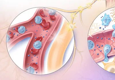 Illustration comparing neural pathway and the humoral pathway